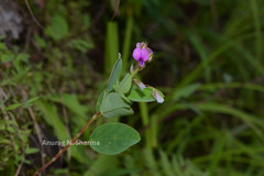 Alysicarpus racemosus
